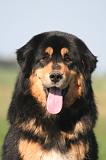 DOGUE DU TIBET 679